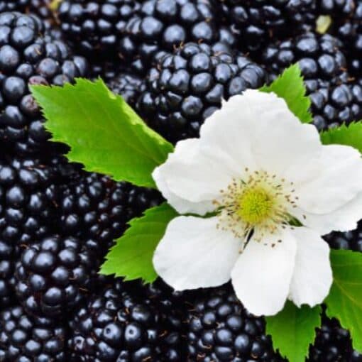 Blackberries